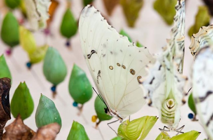 Visita guidata Cascata delle Marmore - Casa delle Farfalle
